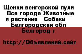 Щенки венгерской пули - Все города Животные и растения » Собаки   . Белгородская обл.,Белгород г.